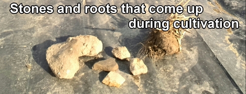 The stones and roots that come up during cultivation