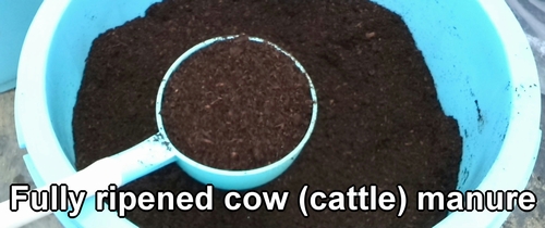 Organic fertilizer cow manure (Fully ripened cow manure)