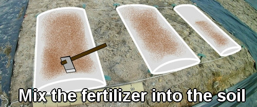 Mix the fertilizer into the soil