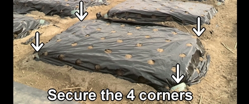 Cover the beds with black mulch