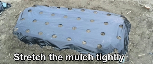 Stretch the mulch tightly