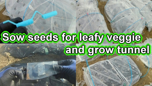 Sowing seeds for leafy vegetables and grow tunnel