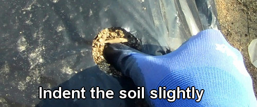 Indent the soil slightly