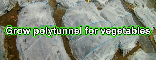 Grow polytunnel for vegetables
