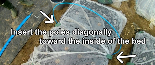 Insert the flexible poles into the ground