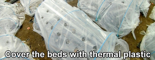 Cover the beds with thermal plastic