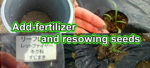 Add-fertilizer for leafy vegetables and resowing seeds