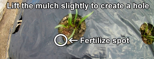 Apply fertilizing away from the base of the plant