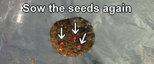 Sow the seeds again