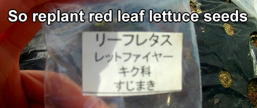 Red leaf lettuce seeds