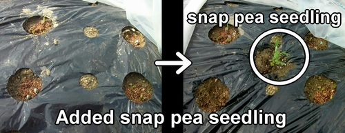 Sugar snap pea seedlings