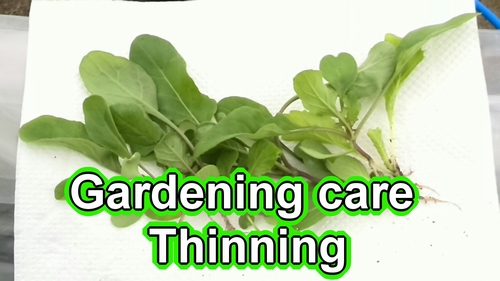 Thinning (How to create a vegetable garden)