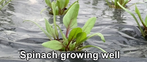 Spinach growing well