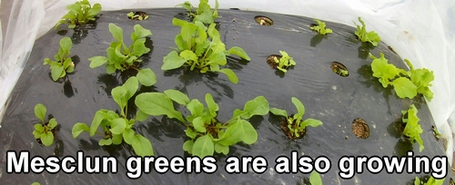 Baby leaf greens (mesclun greens) are also growing