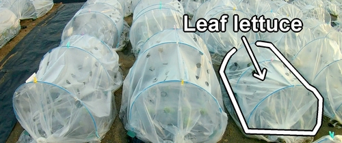 The leaf lettuce bed