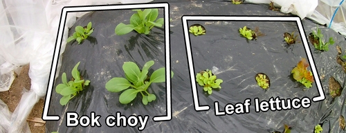 Baby bok choy and leaf lettuce