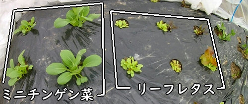 ミニチンゲン菜とリーフレタス