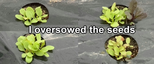 I oversowed the seeds