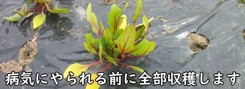 ほうれん草は今回で全部収穫します