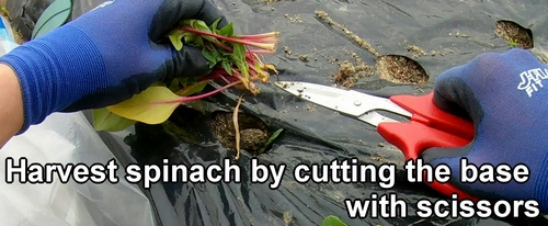 We harvest spinach by cutting the base with scissors