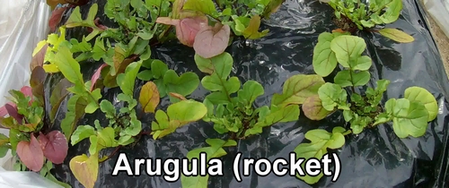Arugula (rocket)