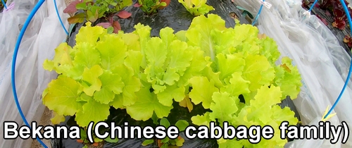 Bekana (Chinese cabbage family)