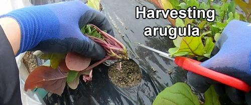 Harvesting arugula