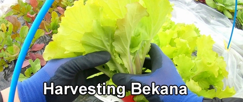 Bekana (Chinese cabbage family)