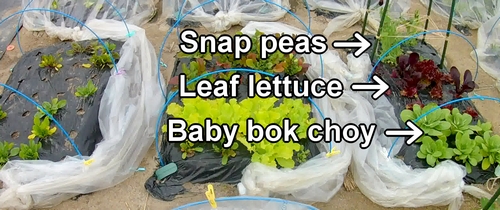 The bed of baby bok choy, leaf lettuce, and sugar snap peas