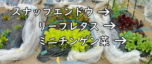 ミニチンゲン菜とリーフレタスとスナップエンドウの畝