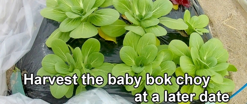 Harvest the baby bok choy at a later date