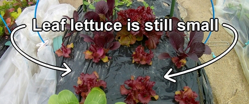 The leaf lettuce is still small