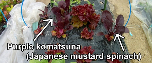 Purple komatsuna (Japanese mustard spinach)