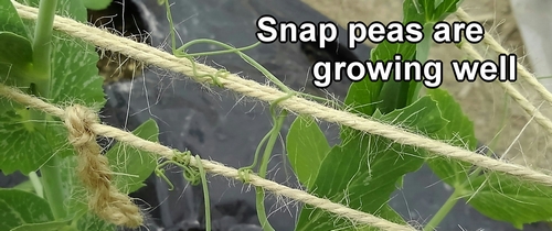 The sugar snap peas are growing well