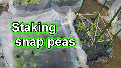 How to set up stakes for sugar snap peas