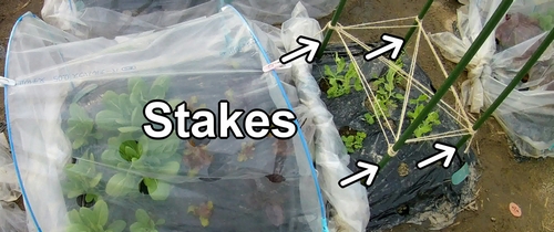 The stakes set up in the bed of sugar snap peas