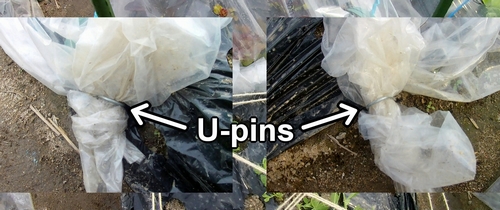Secure the plastic with U-shaped garden pins