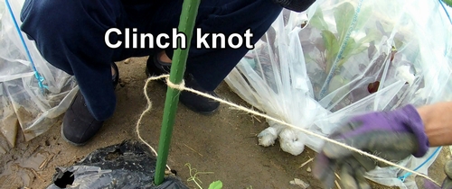 Clinch knot