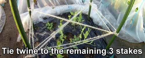 Tie hemp twine to the remaining three stakes