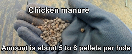 Fertilize snap peas with chicken manure