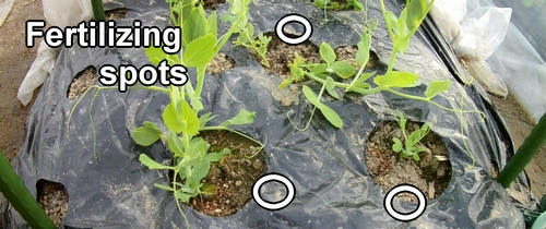 The fertilizing spot is away from the base of the snap peas