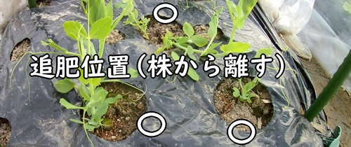 追肥は株から離す