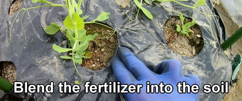 Blend the fertilizer into the soil