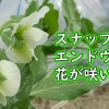 スナップエンドウの花が咲いたよ