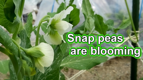 The sugar snap peas have bloomed