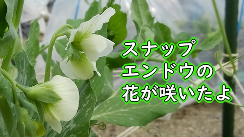 スナップエンドウの花が咲いたよ 有機栽培でおいしい野菜作り