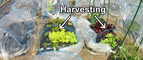 The vegetables in the other beds are also being harvested