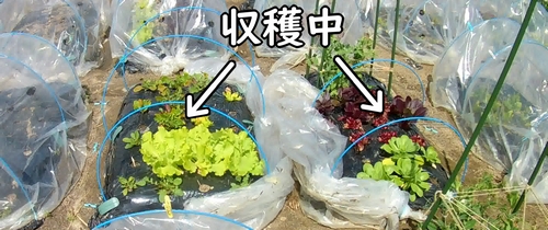 他の畝の野菜も収穫中です