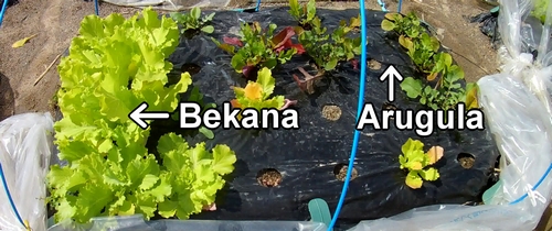 The bed of arugula (rocket) and Bekana