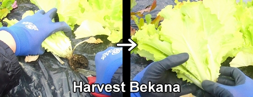 Bekana (Chinese cabbage family) harvest